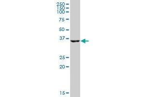 HSD17B2 MaxPab polyclonal antibody. (HSD17B2 Antikörper  (AA 1-387))