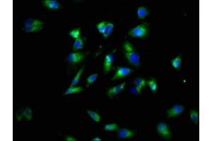 Immunofluorescence (IF) image for anti-Lymphotoxin beta Receptor (TNFR Superfamily, Member 3) (LTBR) (AA 31-224) antibody (ABIN7173883)