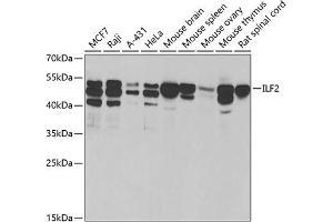 Western blot analysis of extracts of various cell lines, using ILF2 antibody (ABIN6128089, ABIN6142416, ABIN6142418 and ABIN6221585) at 1:1000 dilution. (ILF2 Antikörper  (AA 1-280))
