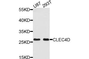 Western blot analysis of extracts of various cell lines, using CLEC4D antibody (ABIN5971447) at 1/1000 dilution.
