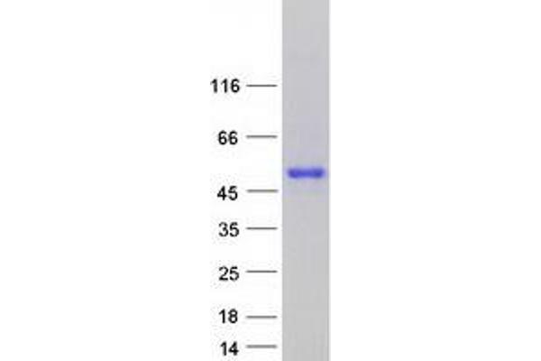 HMX3 Protein (Myc-DYKDDDDK Tag)