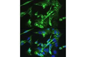 Immunofluorescence (IF) image for anti-Bone Morphogenetic Protein Receptor, Type II (serine/threonine Kinase) (BMPR2) (AA 27-150) antibody (ABIN6137608)