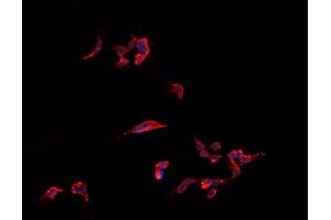 ABIN6266773 staining HeLa  cells by IF/ICC. (TNFSF13 Antikörper  (Internal Region))