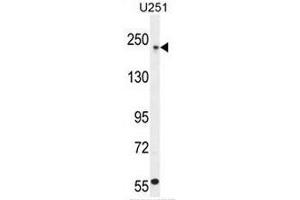 Western Blotting (WB) image for anti-Collagen, Type V (COL5) (AA 61-90), (N-Term) antibody (ABIN951624)