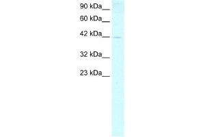 WB Suggested Anti-FOXP1 Antibody Titration:  0. (FOXP1 Antikörper  (N-Term))