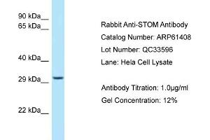 Western Blotting (WB) image for anti-Stomatin (STOM) (C-Term) antibody (ABIN971811) (Stomatin Antikörper  (C-Term))