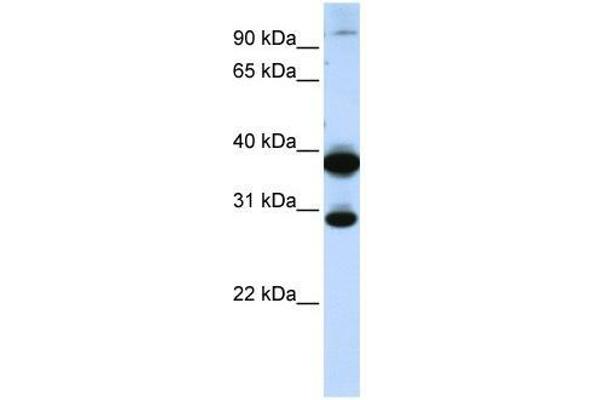 ZNF138 Antikörper  (C-Term)