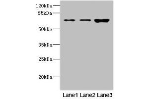 Western blot All lanes: SNX18 antibody at 1. (SNX18 Antikörper  (AA 449-628))