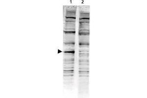 Image no. 1 for anti-PARK2 Co-Regulated (PACRG) (AA 204-215) antibody (ABIN401250) (PACRG Antikörper  (AA 204-215))