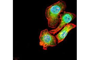 Immunofluorescence (IF) image for anti-Absent in Melanoma 2 (AIM2) (AA 1-195) antibody (ABIN5542273)