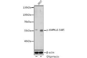 Western blot analysis of extracts of 293T cells using Phospho-AMPKα1(S485) Polyclonal Antibody at dilution of 1:1000. (PRKAA1 Antikörper  (pSer485))