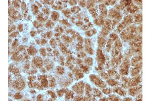 Formalin-fixed, paraffin-embedded human Pancreas stained with CELA3B Mouse Monoclonal Antibody (CELA3B/1257) (Elastase 3B Antikörper  (AA 82-238))