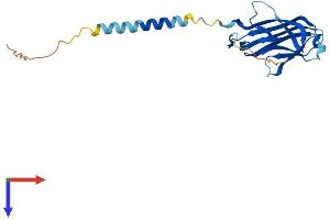Protein Structure (PS) image for Tumor Necrosis Factor (Ligand) Superfamily, Member 4 (TNFSF4) (AA 1-198) protein (His tag) (ABIN7563264)