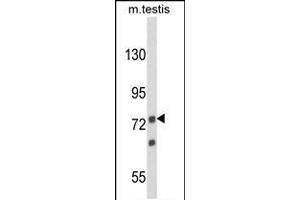 Western blot analysis of ANGEL1 Antibody (C-term) (ABIN652892 and ABIN2842577) in mouse testis tissue lysates (35 μg/lane). (ANGEL1 Antikörper  (C-Term))