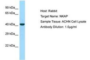 Image no. 1 for anti-NFKB Activating Protein (NKAP) (C-Term) antibody (ABIN6750029) (NKAP Antikörper  (C-Term))