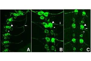 Image no. 1 for anti-Green Fluorescent Protein (GFP) antibody (FITC) (ABIN1101728) (GFP Antikörper  (FITC))