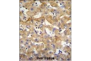 SCA5 Antibody (Center) (ABIN655746 and ABIN2845192) immunohistochemistry analysis in formalin fixed and raffin embedded human liver tissue followed by peroxidase conjugation of the secondary antibody and DAB staining. (SPACA5 Antikörper  (AA 40-69))