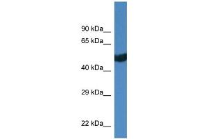 WB Suggested Anti-Thra Antibody   Titration: 1. (THRA Antikörper  (C-Term))