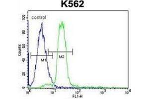 Flow Cytometric analysis of K562 cells using HBA2 Antibody (Center) Cat. (HBA1 Antikörper  (Middle Region))