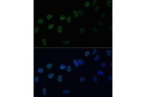 Immunofluorescence analysis of U-2 OS cells using HNRPAB antibody (ABIN7267625) at dilution of 1:100. (HNRNPAB Antikörper  (AA 1-285))