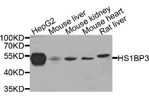 Western blot analysis of extract of various cells, using HS1BP3 antibody. (HS1BP3 Antikörper)