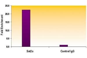 Histone H3 trimethyl Lys9 antibody tested by ChIP. (Histone 3 Antikörper  (H3K9me3))