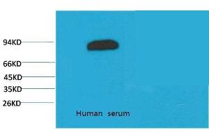 Western Blot (WB) analysis of Human Serum with Transferrin Mouse Monoclonal Antibody diluted at 1:2000. (Transferrin Antikörper)