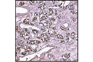 IHC analysis of FABP-1/GOT2 using anti-FABP-1/GOT2 antibody (ABIN7601426). (GOT2 Antikörper  (AA 35-430))
