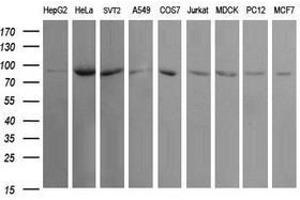 Image no. 2 for anti-Ubiquitin Specific Peptidase 16 (USP16) (AA 137-466) antibody (ABIN1490917)