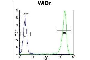 Flow Cytometry (FACS) image for anti-DEK Oncogene (DEK) (AA 336-364), (C-Term) antibody (ABIN653133)