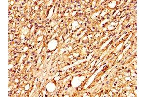 IHC image of ABIN7148285 diluted at 1:300 and staining in paraffin-embedded human adrenal gland tissue performed on a Leica BondTM system. (MBL2 Antikörper  (AA 28-277))