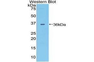 Detection of Recombinant DISP1, Mouse using Polyclonal Antibody to Dispatched Homolog 1 (DISP1) (DISP1 Antikörper  (AA 1141-1435))