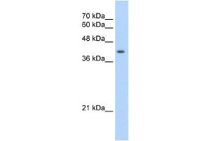 WB Suggested Anti-UROD Antibody Titration:  2. (UROD Antikörper  (N-Term))