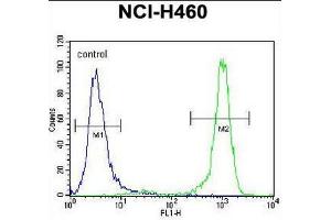 CHRND Antibody (Center) flow cytometric analysis of NCI-H460 cells (right histogram) compared to a negative control cell (left histogram). (CHRND Antikörper  (Middle Region, Subunit delta))