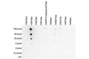 Cross reactivity test using the Histone H3 (K18ac) antibody. (HIST1H3A Antikörper  (acLys18))
