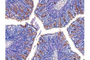 ABIN7094662 and ABIN7098713 at 1/100 staining Rat colorectal tissue by IHC-P. (KCNK10 Antikörper  (C-Term))