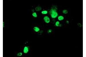 Anti-ATRIP mouse monoclonal antibody (ABIN2455757) immunofluorescent staining of COS7 cells transiently transfected by pCMV6-ENTRY ATRIP (RC223562). (ATRIP Antikörper  (AA 42-309))