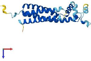 TSPAN31 Protein (AA 1-210) (His tag)