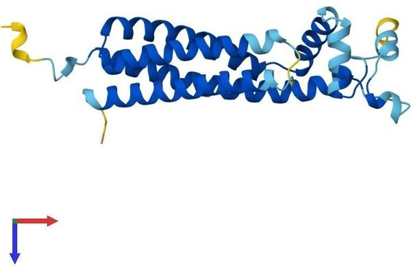 TSPAN31 Protein (AA 1-210) (His tag)