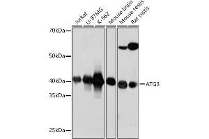 Western blot analysis of extracts of various cell lines, using  antibody (ABIN7265709) at 1:1000 dilution. (ATG3 Antikörper)