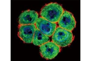 Confocal immunofluorescent analysis of SMAD4 antibody with HeLa cells followed by Alexa Fluor 488-conjugated goat anti-rabbit lgG (green). (SMAD4 Antikörper  (AA 255-284))