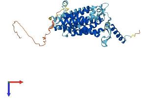 CDS2 Protein (AA 1-445) (His tag)