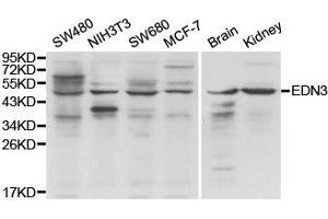 Western Blotting (WB) image for anti-Endothelin 3 (EDN3) antibody (ABIN1875400) (Endothelin 3 Antikörper)