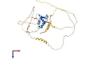 FOXD4 Protein (AA 1-439) (His tag)