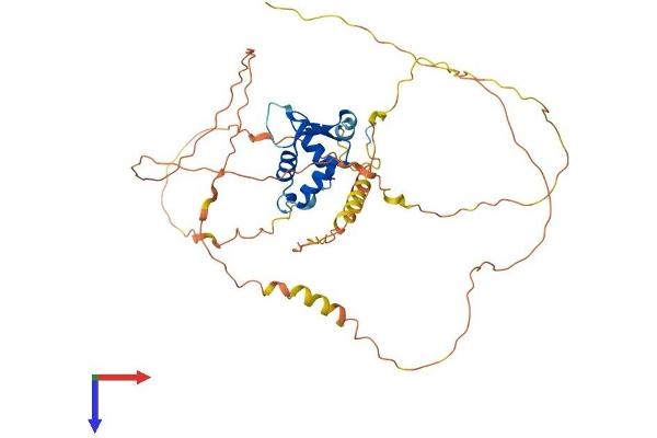 FOXD4 Protein (AA 1-439) (His tag)