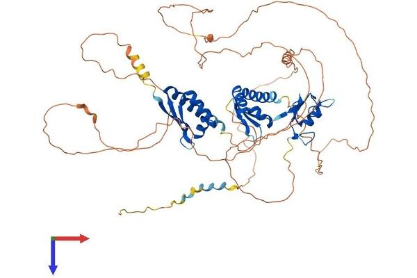 MEX3C Protein (AA 1-652) (His tag)