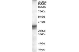 ABIN185290 (0. (FHL1 Antikörper  (AA 233-246))
