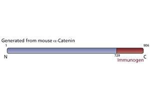 Image no. 3 for anti-Catenin (Cadherin-Associated Protein), alpha 1, 102kDa (CTNNA1) (AA 729-906) antibody (ABIN967813)