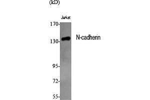 Western Blot analysis of various cells using N-cadherin Polyclonal Antibody diluted at 1:1000.