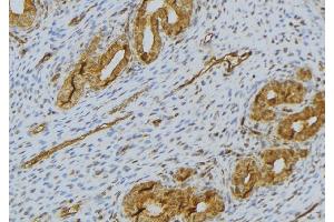 ABIN6276503 at 1/100 staining Human uterus tissue by IHC-P. (RNASE11 Antikörper  (Internal Region))